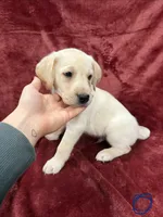 1, a male Labrador Retriever for sale in Ulen, MN – Photo 2 of 7