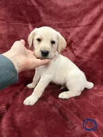 1, a male Labrador Retriever for sale in Ulen, MN – Photo 1 of 7