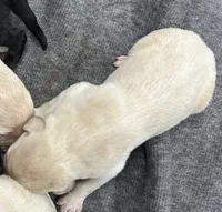 1, a male Labrador Retriever for sale in Ulen, MN – Photo 6 of 7