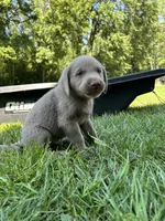 Boy 4, a male Labrador Retriever for sale in Ulen, MN – 2 of 2