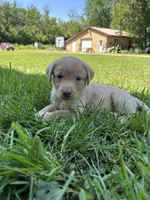 Yellow Female , a female Labrador Retriever for sale in Ulen, MN – 2 of 2