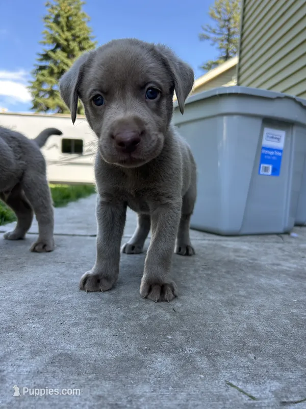 Boy 2 – Labrador Retriever puppy for sale in Ulen, MN
