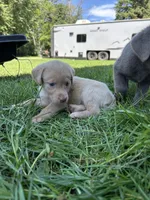 Yellow Female Pink Nose, a female Labrador Retriever for sale in Ulen, MN – 2 of 3