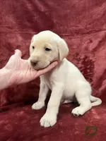 processed/c06e3743-a93a-414f-9a0d-5bd6b33616d9/listing/aff5c68d-c241-4208-a4c1-190be65f8fc7/0fd3cf29-9fa8-447c-b8ca-5b37822a273f