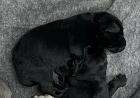 11, a male Labrador Retriever for sale in Ulen, MN – Photo 2 of 3