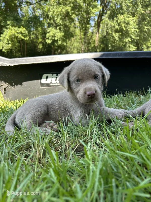 Boy 3 – Labrador Retriever puppy for sale in Ulen, MN