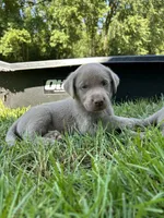 Boy 3, a male Labrador Retriever for sale in Ulen, MN – 1 of 1