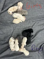 5, a female Labrador Retriever for sale in Ulen, MN – Photo 6 of 6