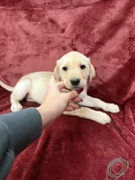 5, a female Labrador Retriever for sale in Ulen, MN – Photo 1 of 6