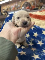 5, a female Labrador Retriever for sale in Ulen, MN – Photo 3 of 6