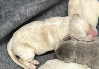 5, a female Labrador Retriever for sale in Ulen, MN – Photo 5 of 6