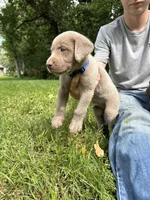 Blue Boy, a male Labrador Retriever for sale in Ulen, MN – 2 of 4