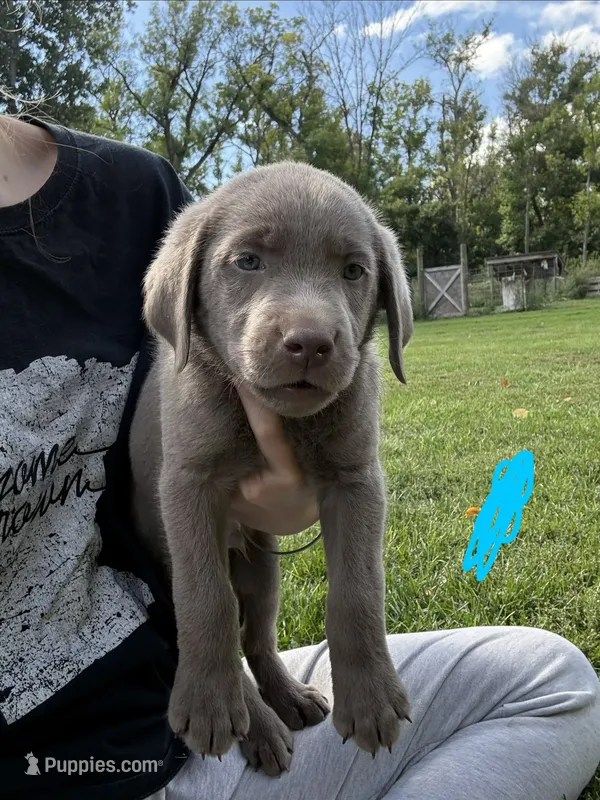 Boy 3 – Labrador Retriever puppy for sale in Ulen, MN