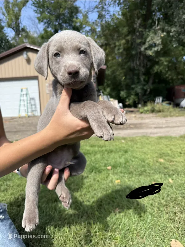 Boy 2 – Labrador Retriever puppy for sale in Ulen, MN