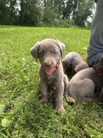 Orange Boy, a male Labrador Retriever for sale in Ulen, MN – 2 of 3