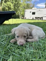 Yellow Female Pink Nose, a female Labrador Retriever for sale in Ulen, MN – 3 of 3