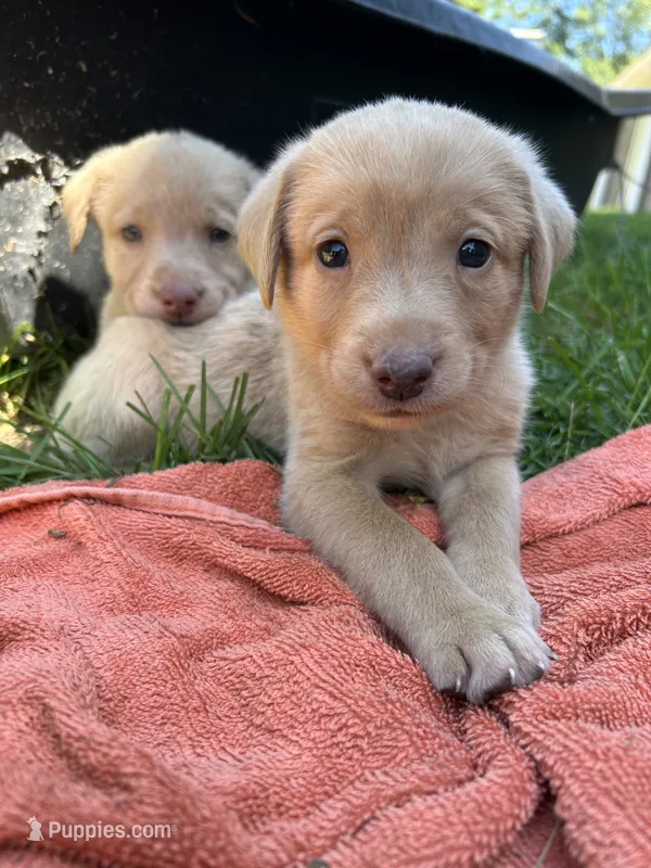 Yellow Female  – Labrador Retriever puppy for sale in Ulen, MN