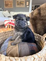 Chanel, a male German Shepherd Dog for sale in Paducah, KY – Photo 2 of 2