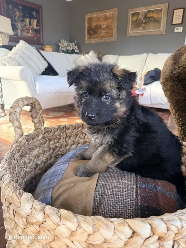 Chanel, a male German Shepherd Dog for sale in Paducah, KY – Photo 1 of 2