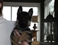 Caper, a male German Shepherd Dog for sale in Paducah, KY – Photo 2 of 2