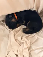 Celine/Teal, a female German Shepherd Dog for sale in Paducah, KY – Photo 5 of 5