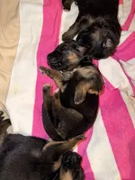 Celine/Teal, a female German Shepherd Dog for sale in Paducah, KY – Photo 3 of 5