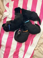 Celine/Teal, a female German Shepherd Dog for sale in Paducah, KY – Photo 1 of 5