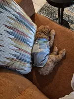 Benji, a male Cavapoo for sale in Tampa, FL – 2 of 2