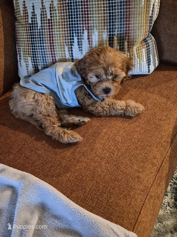 Benji – Cavapoo puppy for sale in Tampa, FL