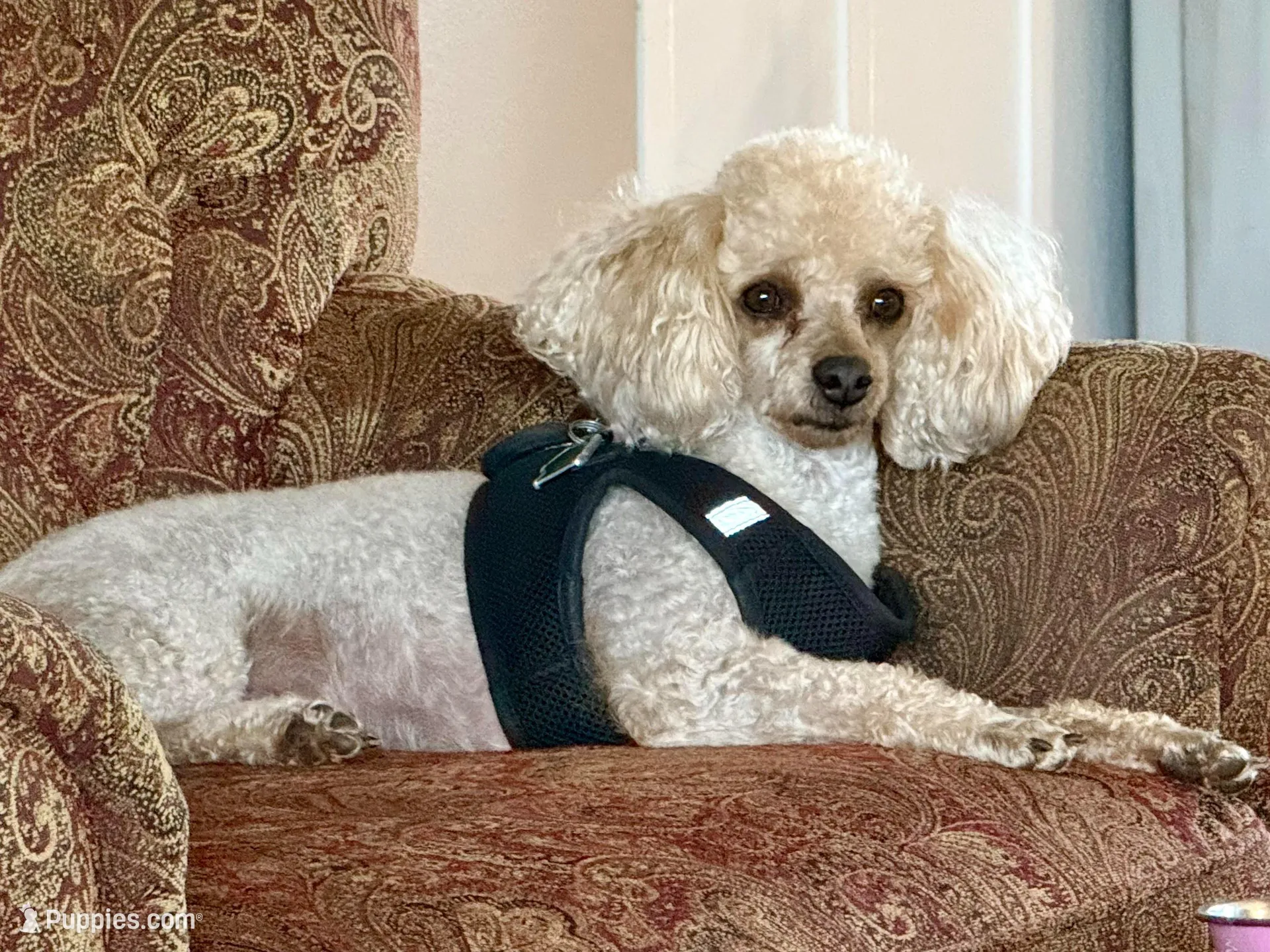 Rosie, a male Shihpoo for sale in Alma, AR – Photo 4 of 5
