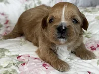 Benny, a male Shihpoo for sale in Alma, AR – Photo 4 of 6
