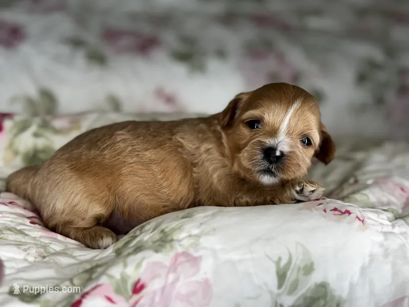 Benny – Shihpoo puppy for sale in Alma, AR