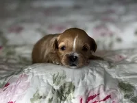 Benny, a male Shihpoo for sale in Alma, AR – Photo 3 of 6