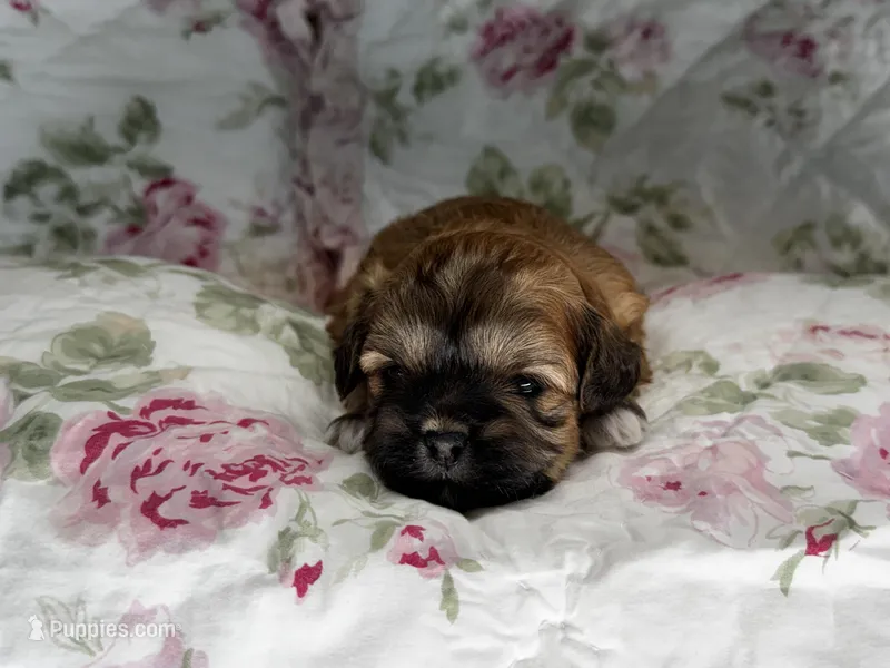 Erik – Shihpoo puppy for sale in Alma, AR