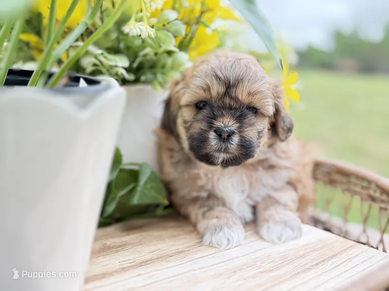 Erik – Shihpoo puppy for sale in Alma, AR
