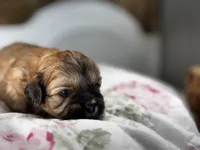Erik, a male Shihpoo for sale in Alma, AR – Photo 2 of 5