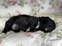 Gideon, a male Shihpoo for sale in Alma, AR – Photo 1 of 4