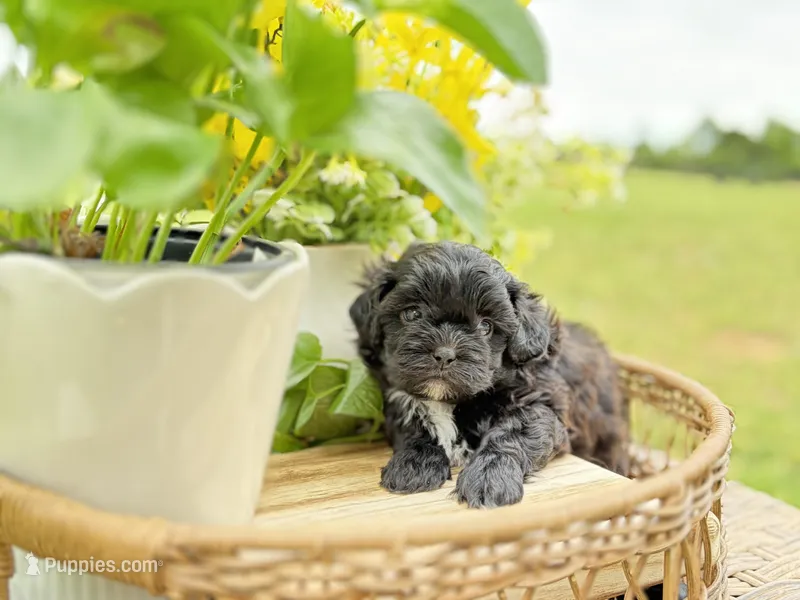 Gideon – Shihpoo puppy for sale in Alma, AR