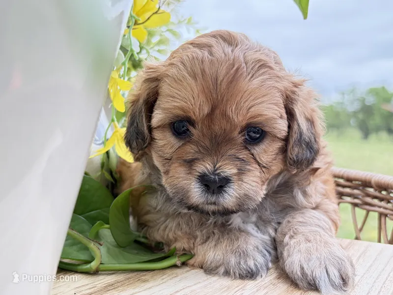 Rosie – Shihpoo puppy for sale in Alma, AR