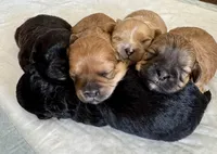 Rosie, a male Shihpoo for sale in Alma, AR – Photo 3 of 5