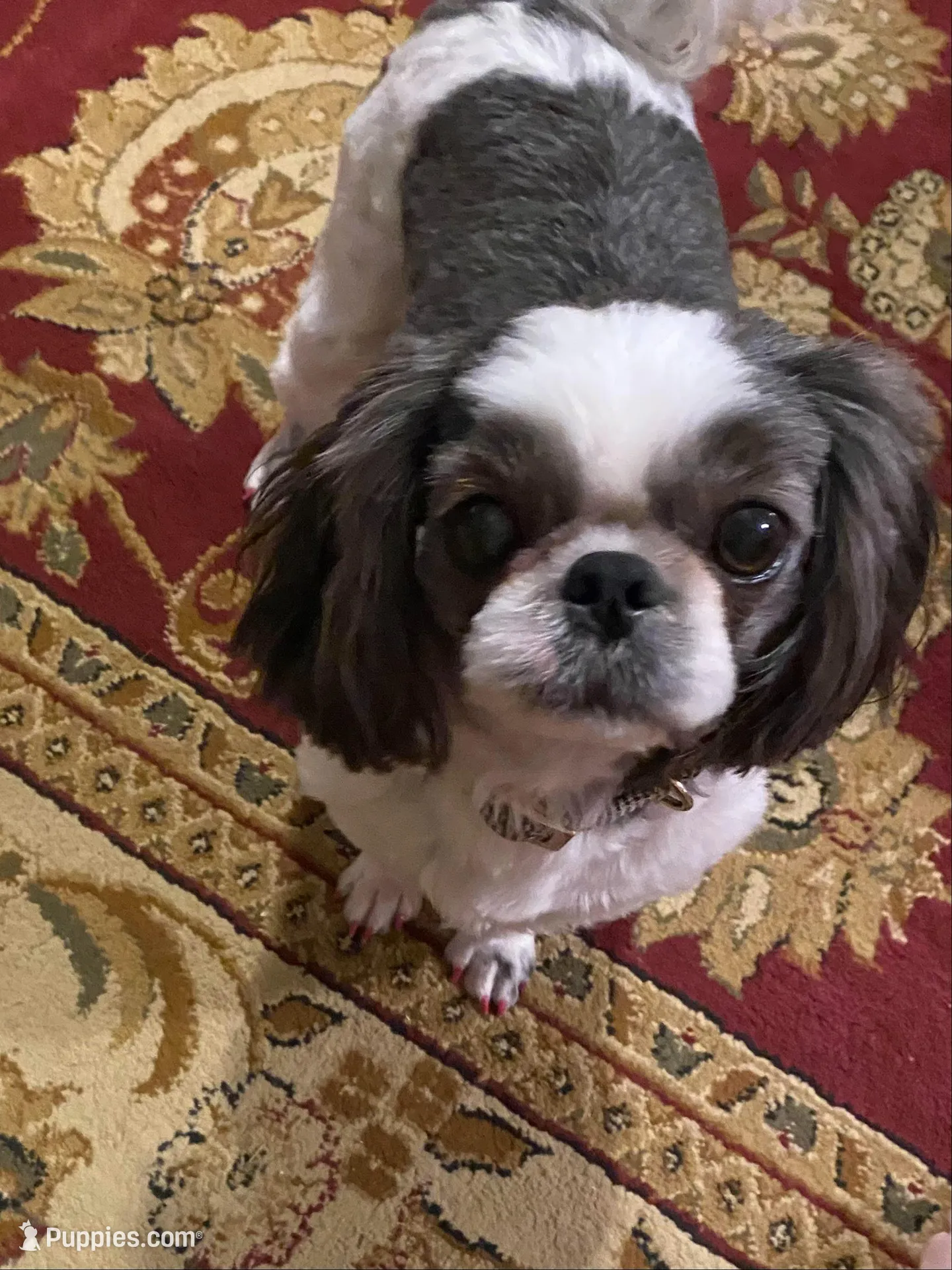 Rosie, a male Shihpoo for sale in Alma, AR – Photo 5 of 5