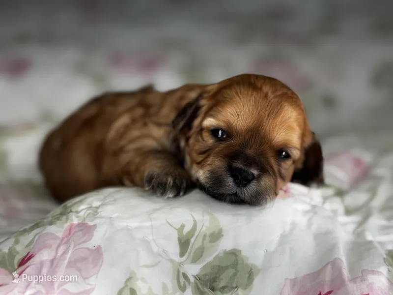 Rosie – Shihpoo puppy for sale in Alma, AR