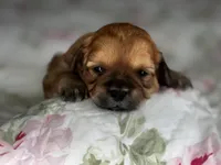 Rosie, a male Shihpoo for sale in Alma, AR – Photo 2 of 5