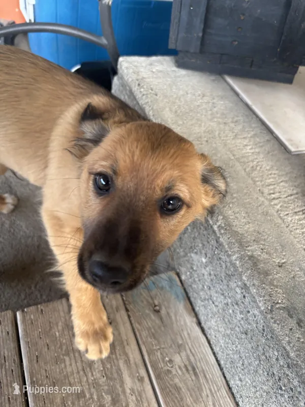 N/A – Border Collie, German Shepherd Dog puppy for sale in East Wenatchee, WA