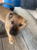 N/A, a male Border Collie and German Shepherd Dog for sale in East Wenatchee, WA – Photo 1 of 3