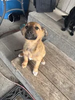 N/A, a male Border Collie and German Shepherd Dog for sale in East Wenatchee, WA – Photo 2 of 3