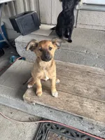 N/A, a male Border Collie and German Shepherd Dog for sale in East Wenatchee, WA – Photo 3 of 3