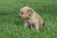 Leo, a male Golden Retriever for sale in Montezuma, GA – 3 of 7