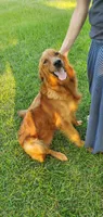 Laser, a male Golden Retriever for sale in Montezuma, GA – 5 of 6