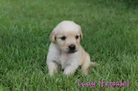 Lady, a female Golden Retriever for sale in Montezuma, GA – 1 of 6